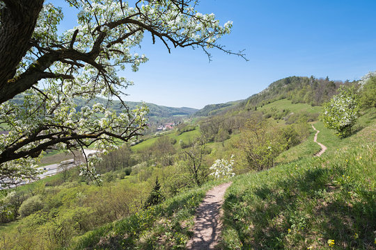 Pyrus communis Wildbirne an einem Wanderweg am Jagdberg oberhalb von Leutra bei Jena