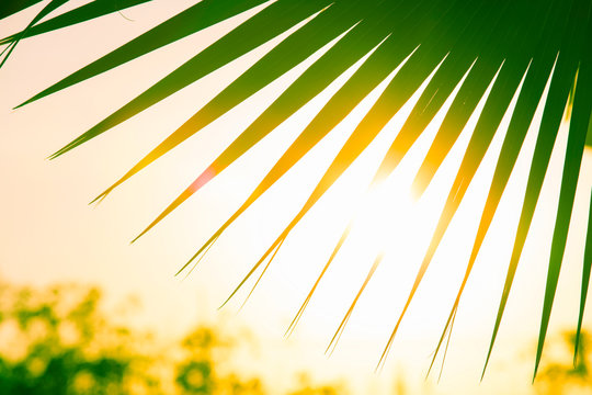 Silhouette of palm leaves, The sun shines through the palm leaves.Palm leaf background for graphic