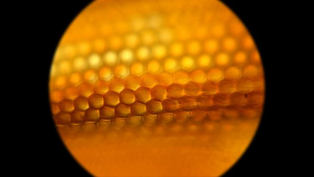 facette eye of flies consisting of ommatidia, similar to a honeycomb