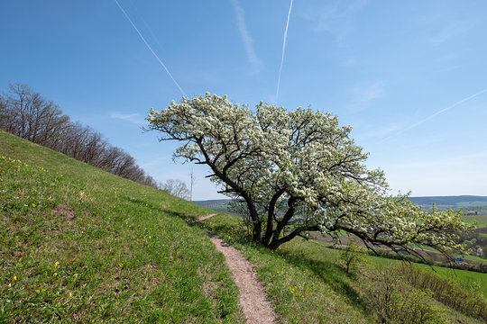 Pyrus communis Wildbirne in voller Bl&uuml;te am Jagdberg bei Jena