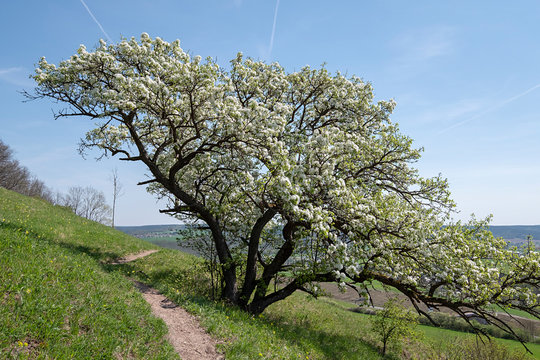 Pyrus communis Wildbirne in voller Bl&uuml;te am Jagdberg bei Jena