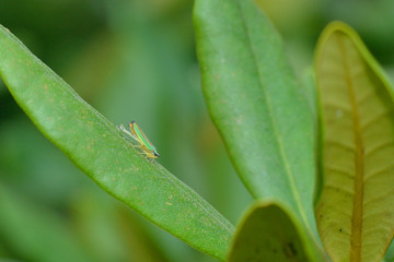 Rhododendronzikade auf einem Rhododendronblatt