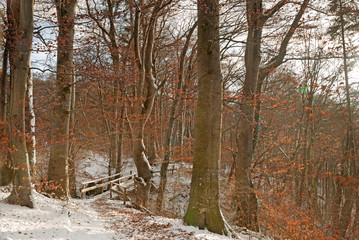 Fototapeta na wymiar Wald im Winter