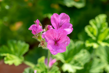 Pelargonium scabrum violet purple flowers in bloom, ornamental flowering plant