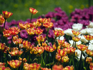 Tulip is purple,white and yellow.Flower show.Botanical garden of Moscow state University.May 10, 2018.