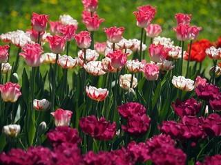 Tulip is red and white.Flower show.Botanical garden of Moscow state University.May 10, 2018.