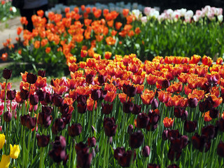 Tulip is red and purple.Flower show.Botanical garden of Moscow state University.May 10, 2018.
