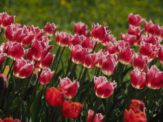 Obraz premium Tulip is red.Flower show.Botanical garden of Moscow state University.May 10, 2018.