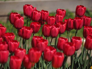 Tulip is red.Flower show.Botanical garden of Moscow state University.May 10, 2018.