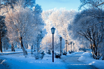 Frozen Trees in Winter Park - Frosty Winter Day