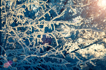 Winter fairy tale - Fabulous beauty - Frost on the branches