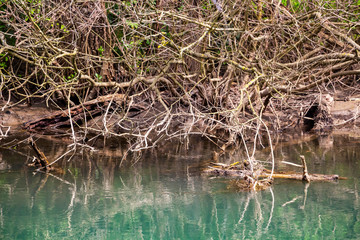 Zlatna Panega riverbank spring leafless branches and fallen woody debris at Iskar - Panega Eco-path Geopark, the first geopark in Bulgaria