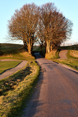 Fototapeta premium Road Trees in the Sunset