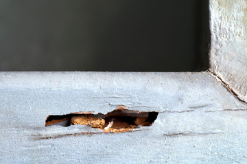 termite nest hole at wooden wall, nest termite at wood decay window sill architrave, background of nest termite, white ant, background damaged white wooden eaten by termite or white ant