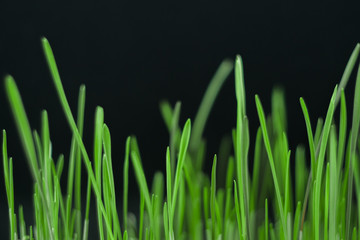 green grass on black background