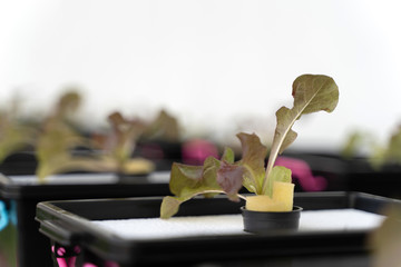 Fresh organic Red  oak culture in aquaponic or  hydroponic farming. Salad organic hydroponic farm,