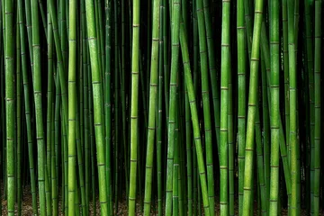 Foto op Plexiglas bamboe bos patroon © mimadeo