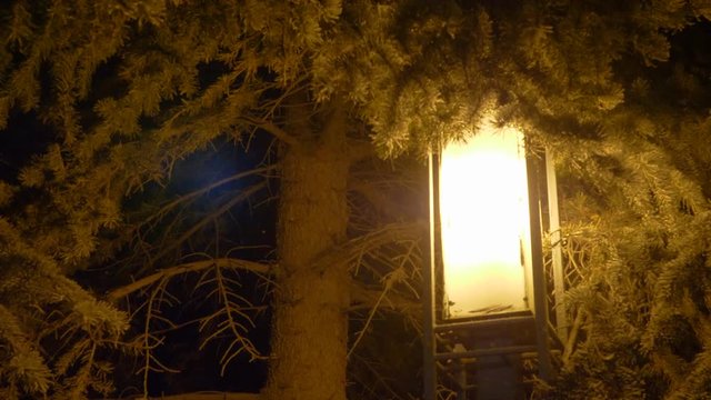 Bright evening lantern on firtree and winter snowfall landscape. Outdoor lantern on fir tree background and snow falling at winter evening. Christmas and New Year mood