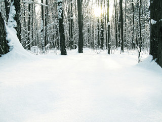 Winter forest with copy-space on white powder snow background