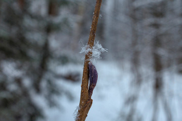 winter bud