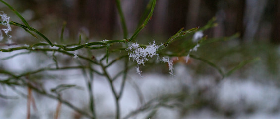 winter bud