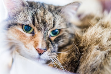 Extreme closeup of maine coon cat's face lying down in cardboard box
