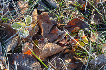Naklejka premium Leaves covered with frost in autumn