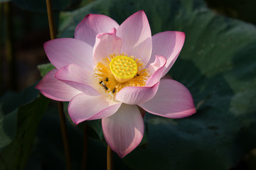 Full bloom pink lotus in pond with morning lighting show texture.