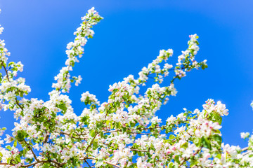 Macro closeup of white and pink apple blossoms growing on tree with vibrant low angle blue sky