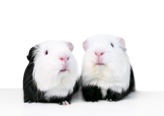 A pair of black and white guinea pigs