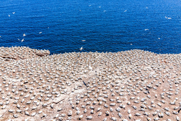 Overlook of white Gannet bird colony nesting on cliff on Bonaventure Island in Perce, Quebec, Canada by french Gaspesie, Gaspe province