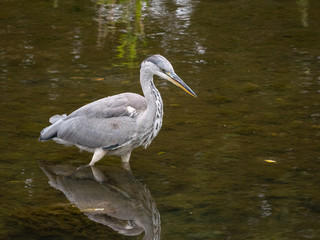 Naklejka premium Common Heron / Grey Heron (Ardea cinerea) wading in a river hunting fish