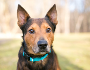 Close up of a Shepherd/Terrier mixed breed dog wearing a blue collar