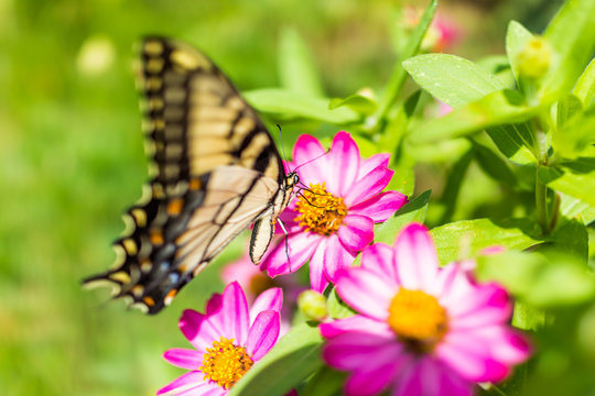 One eastern tiger swallowtail yellow butterfly on purple pink zinnia flowers in summer garden macro insect closeup