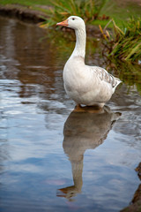 Goose