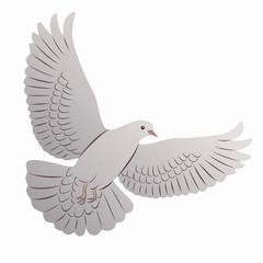 dove illustration, vector draw