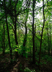 Obraz premium shadows of trees in the forest in spring