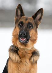 portrait of a german shepherd dog