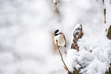 Closeup of one small black-capped chickadee, poecile atricapillus, bird sitting perched on tree branch during heavy winter snow colorful in northern Virginia, snow 