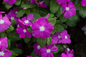 pink flowers in the garden