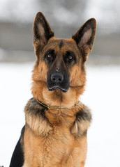 portrait of a german shepherd dog