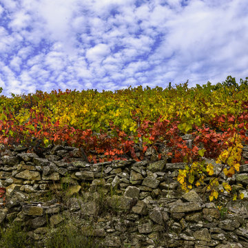 Terraced vineyards with dry stone walls