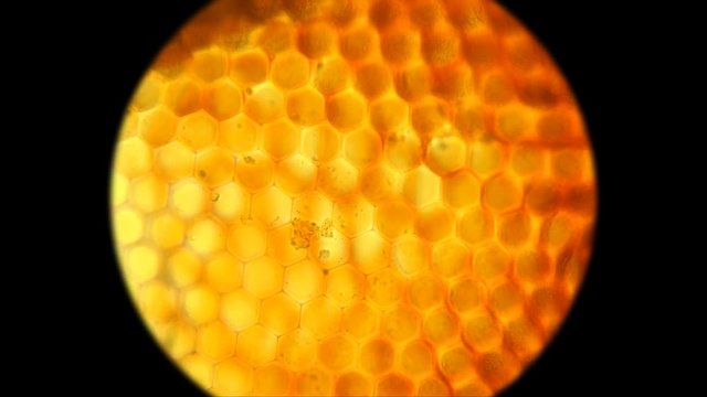 facette eye of flies consisting of ommatidia, similar to a honeycomb