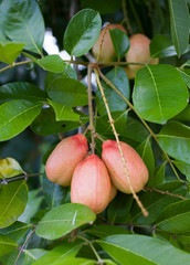 sapodilla tree (Manilkara zapota)
