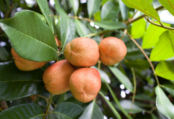 sapodilla tree (Manilkara zapota), small depth of sharp..