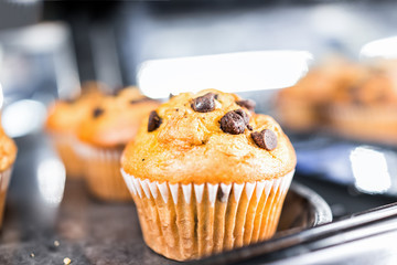 Macro closeup of one chocolate chip vanilla muffin in paper liner, pastry dessert sweets for continental breakfast, on tray display in food store - Powered by Adobe