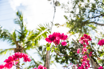 Closeup isolated vibrant pink bougainvillea flowers in Florida Keys or Miami looking up, sun, sunny sunlight, blue cloudy sky, green palm trees during summer spring low angle day