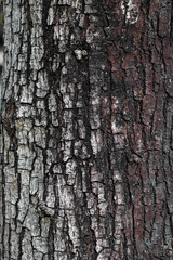 bark of a tree