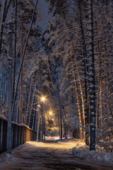 Concept winter beauty. Trees covered with snow at night with street lights