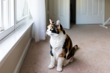 Female calico cat face sitting on carpet looking through window sill watching birds animals outside